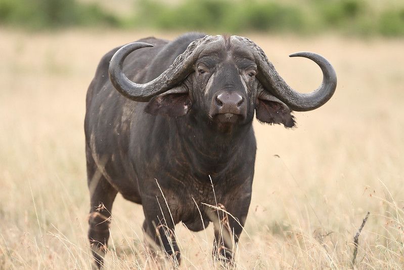A big black buffalo on the grass covered fields in the African jungles