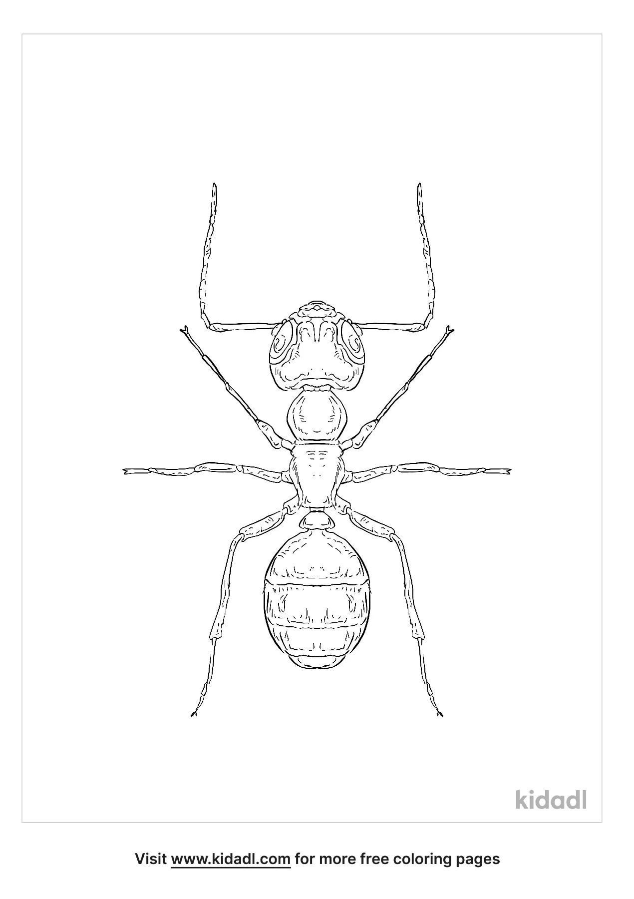 Black Carpenter Ant Coloring Page