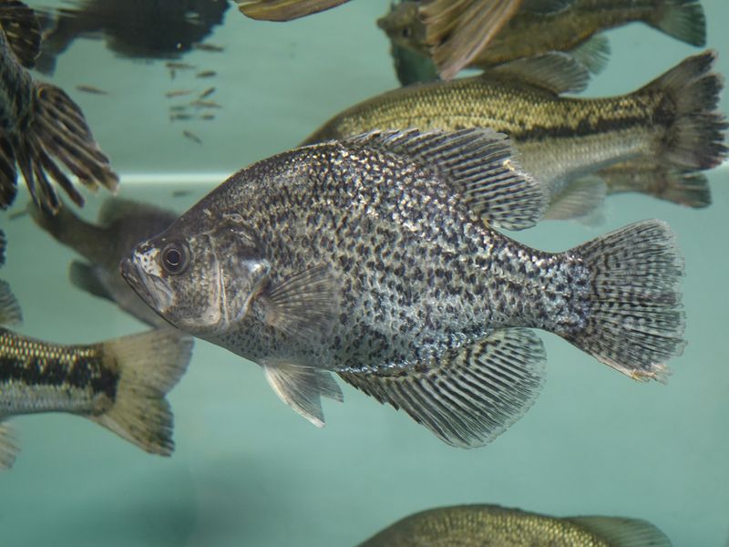 A beautiful shot of a crappie fish in the aquarium tank