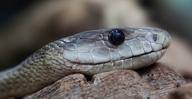Facts about black mamba adaptations and black mamba venom effects will intrigue us.