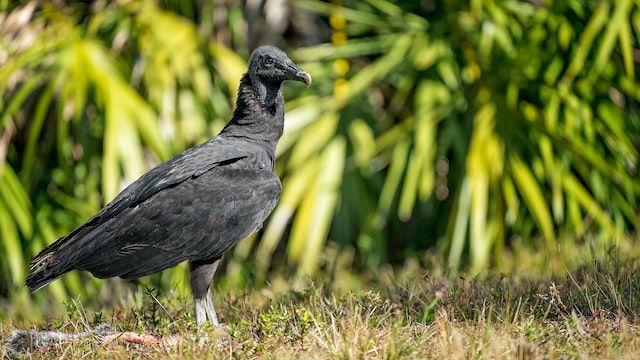 The black vultures are monogamous birds that mate for a lifetime.