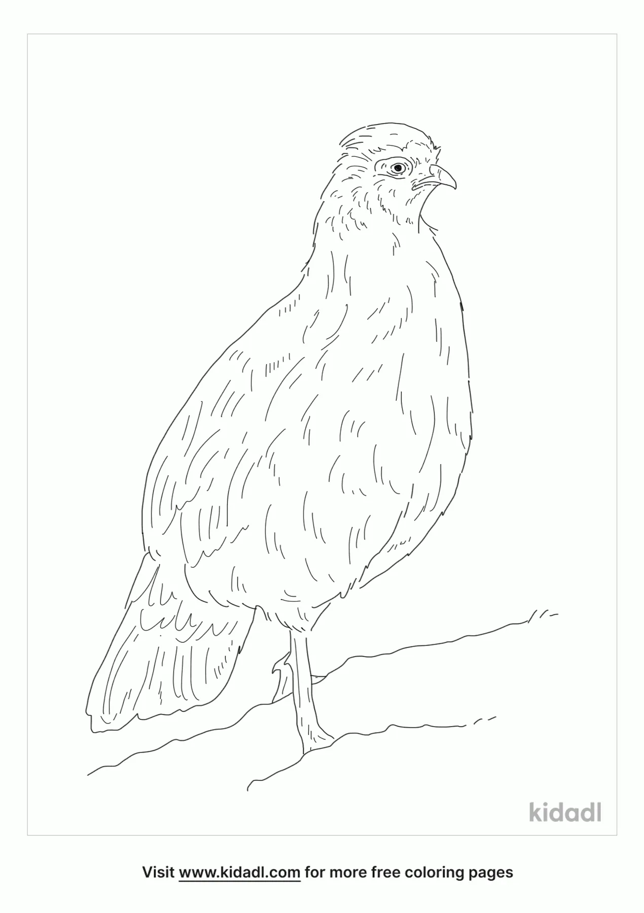 Blood Pheasant Coloring Page