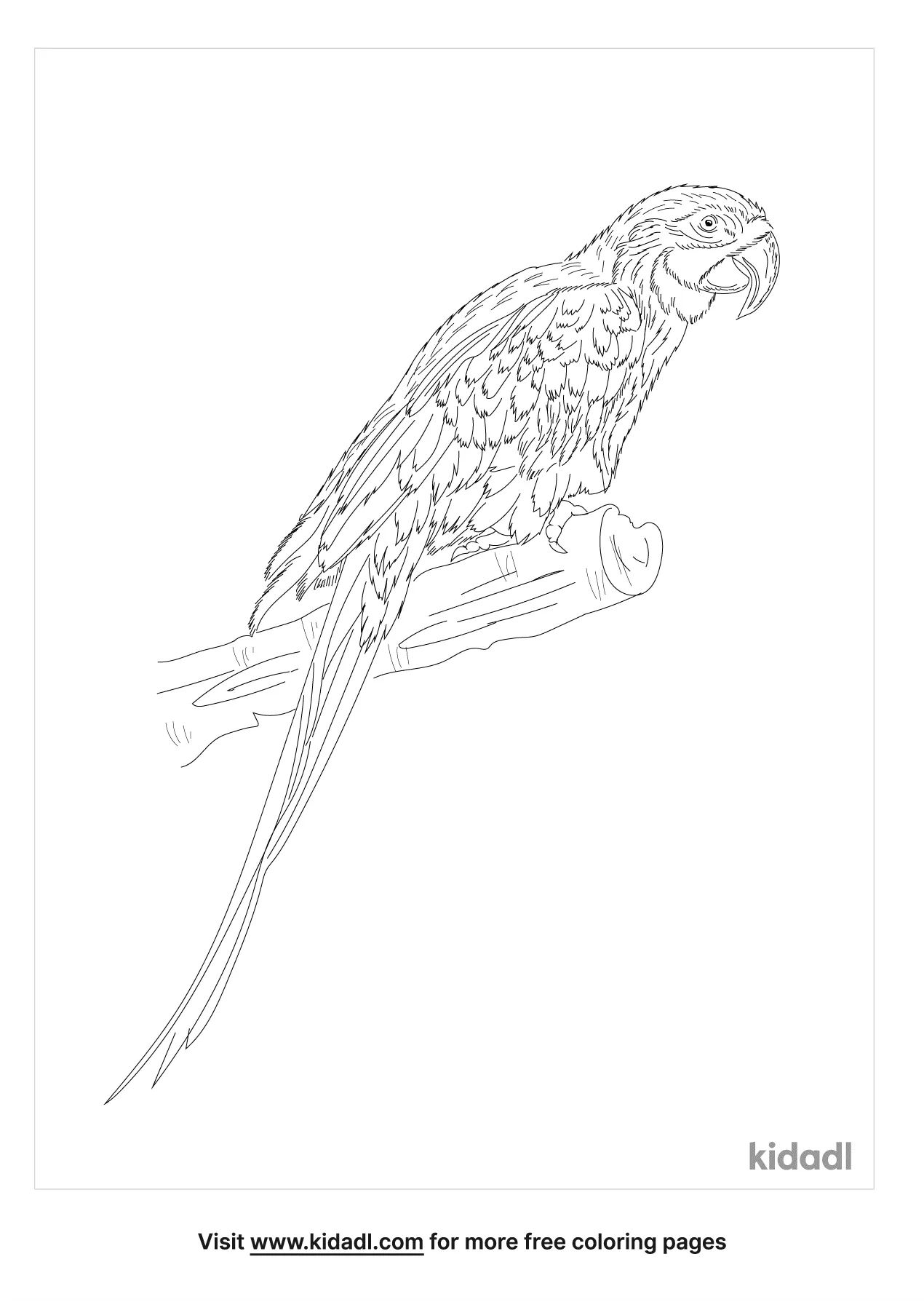 blue and yellow macaw coloring page