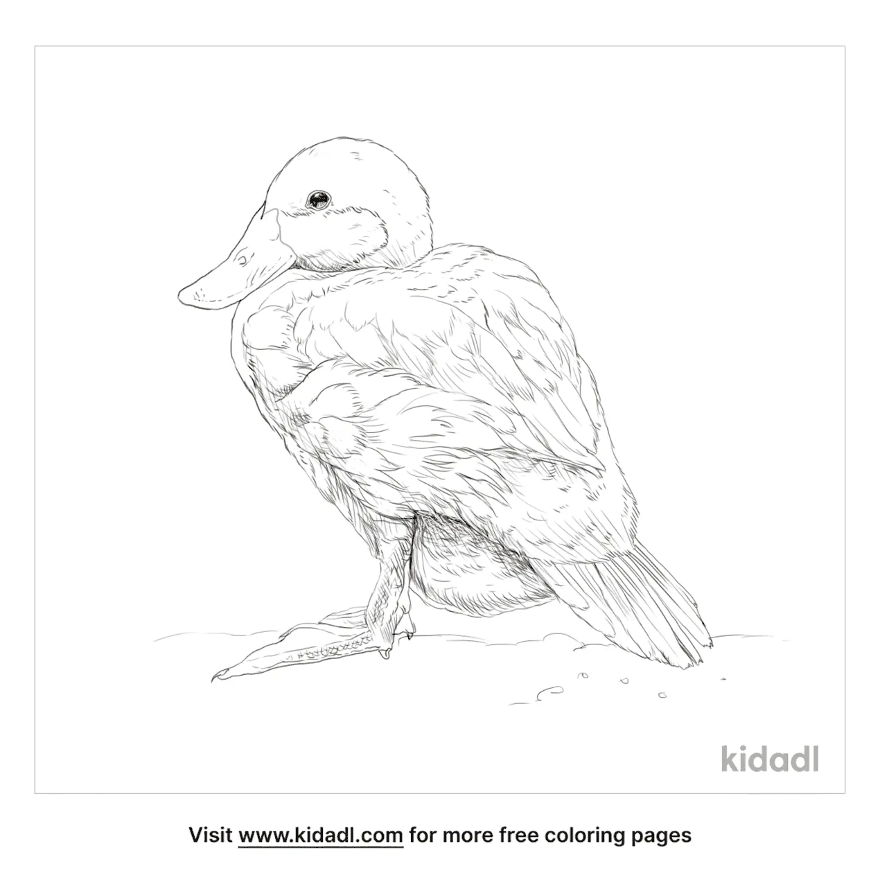 Blue Billed Duck Coloring Page