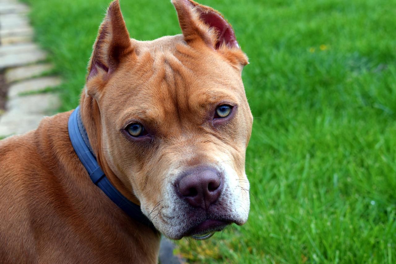 81 Blue Nose Pitbulls Names For Your Precious Pup | Kidadl
