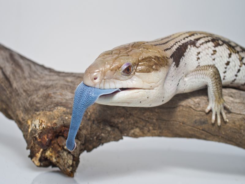 Blue-tongued skink lizards.