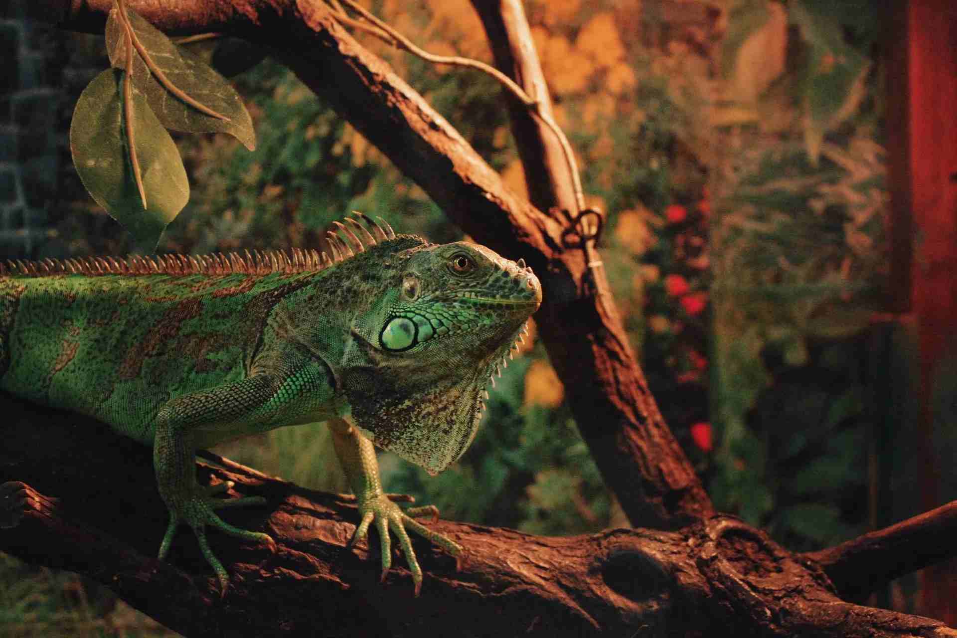 Cold-Blooded Vs. Warm-Blooded Animals: What Sets Them Apart? | Kidadl
