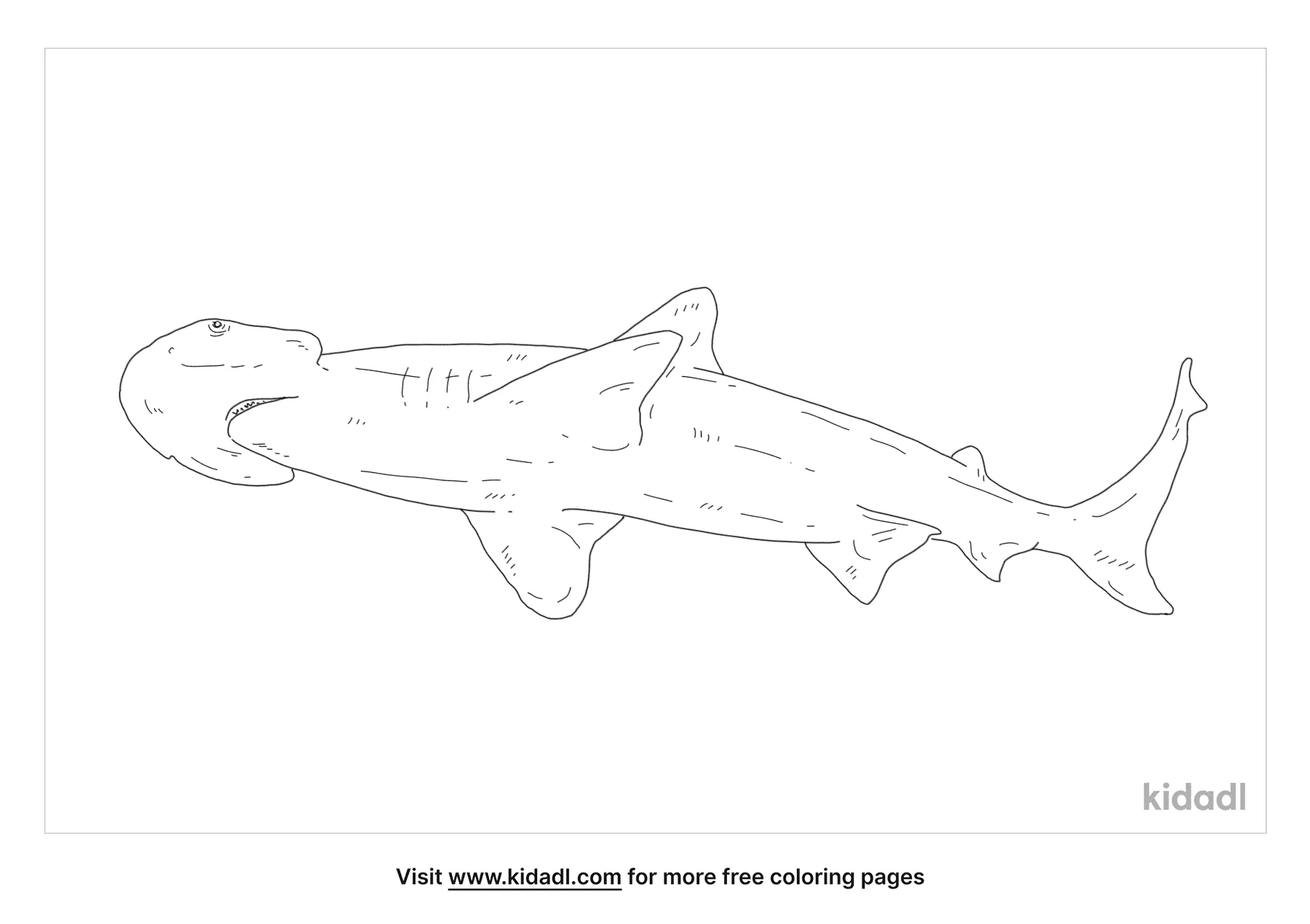 bonnethead shark drawing