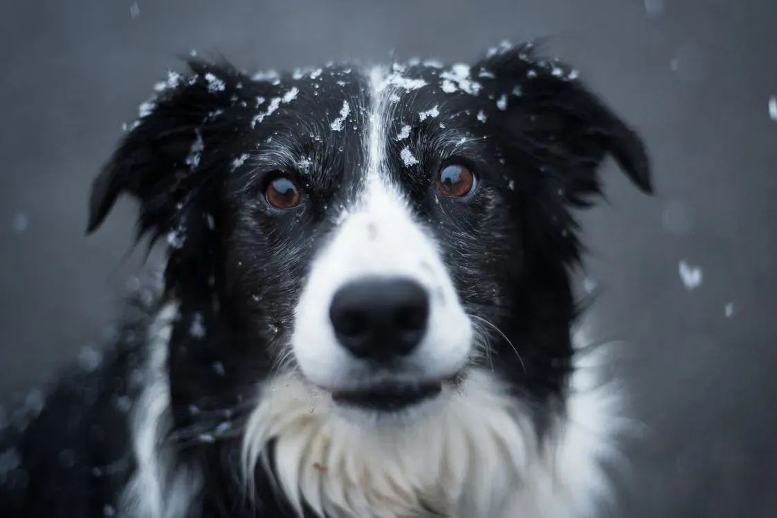 how long do border collie mix lab live