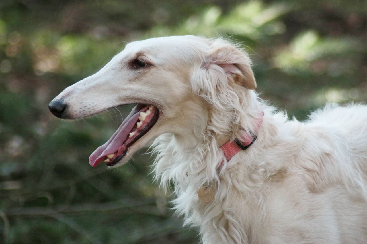 Borzoi facts give us a deep insight into this large dog.