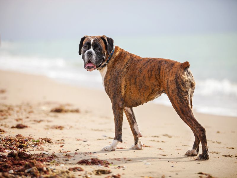 Boxer dog on the beach.