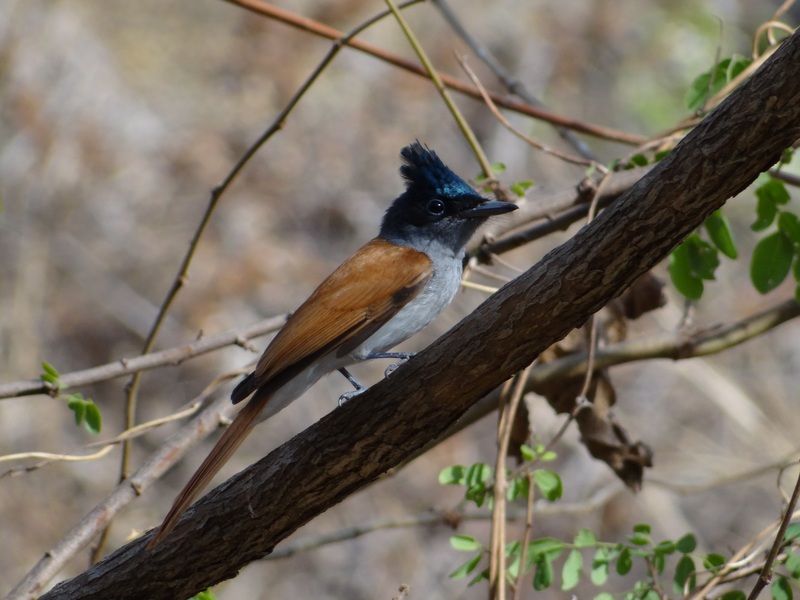 African Paradise Flycatcher perched on a branch