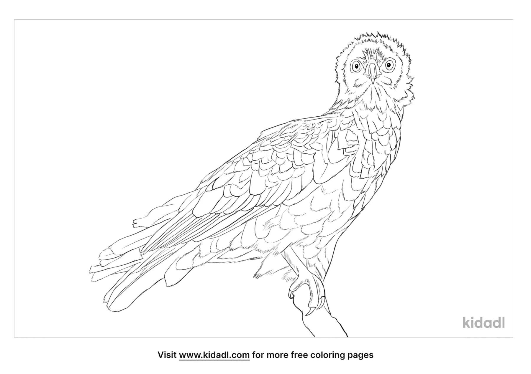 eagle and snake coloring pages