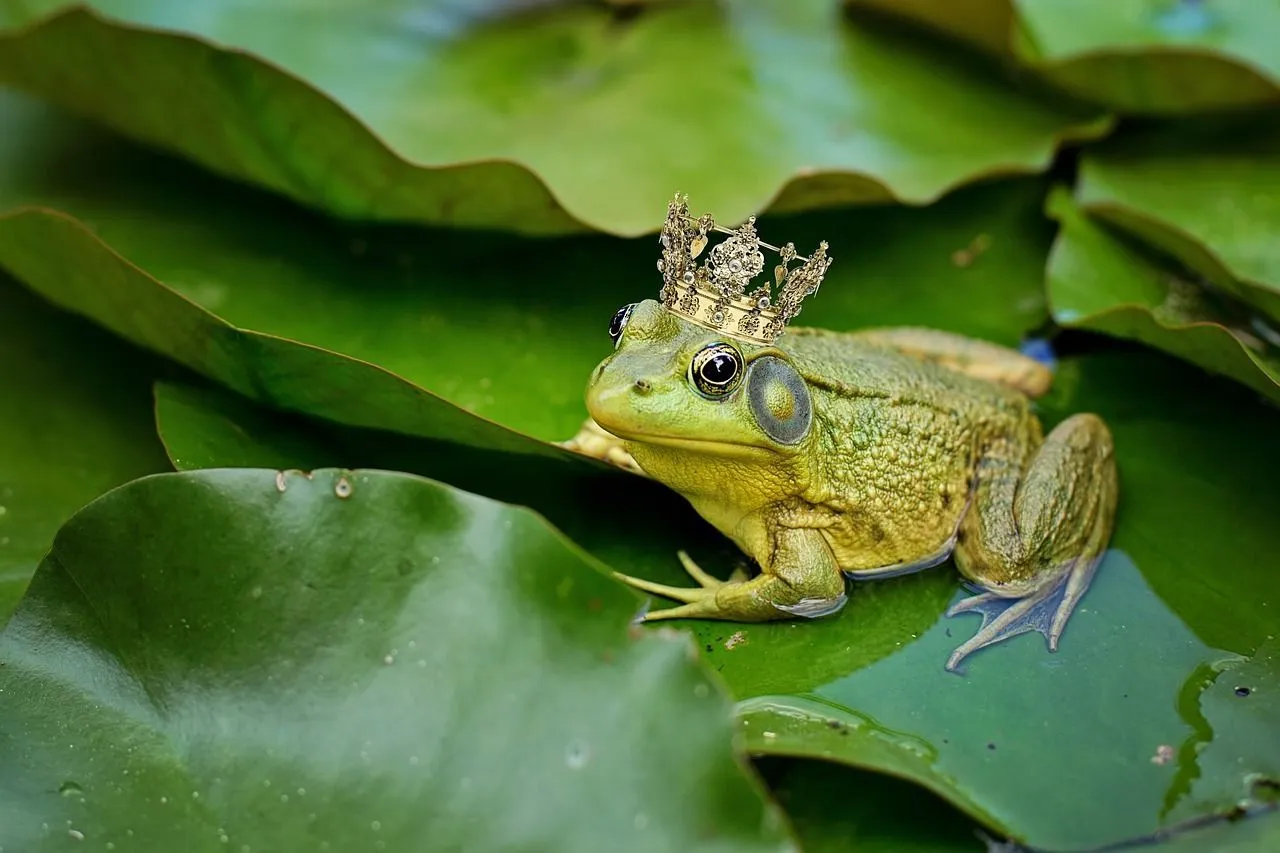Bullfrog wearing crown