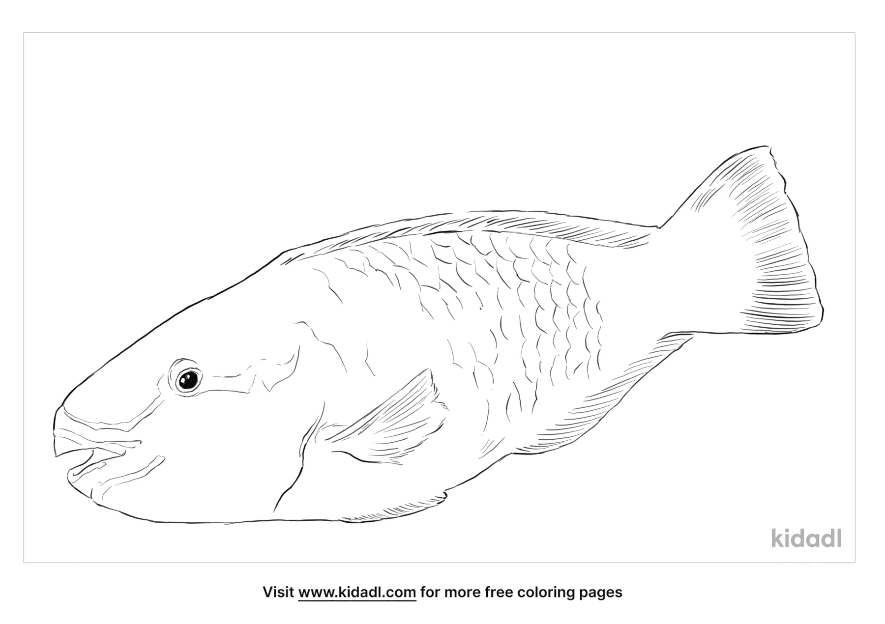 how to enhance parrot fish coloring pages