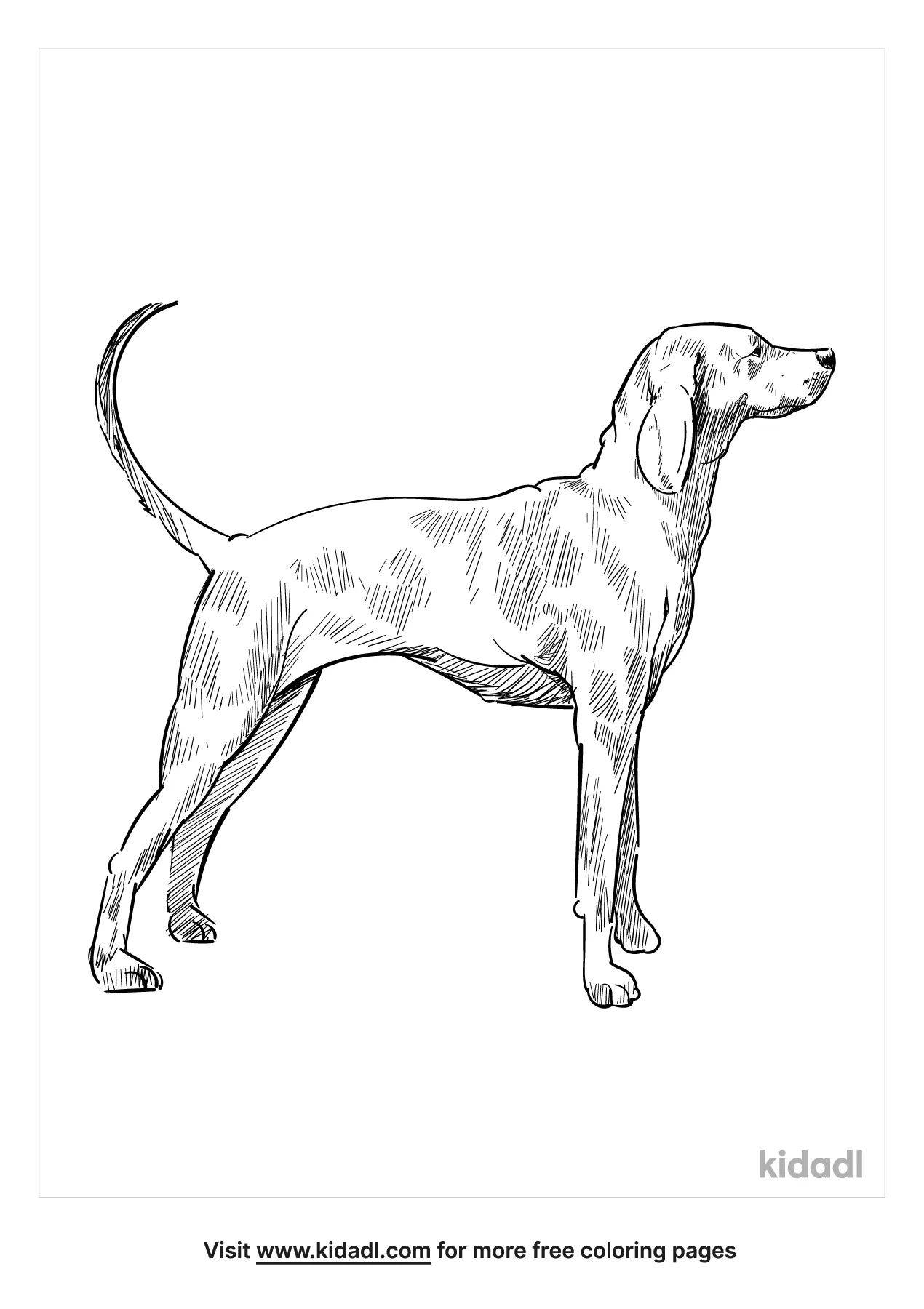coonhound coloring pages