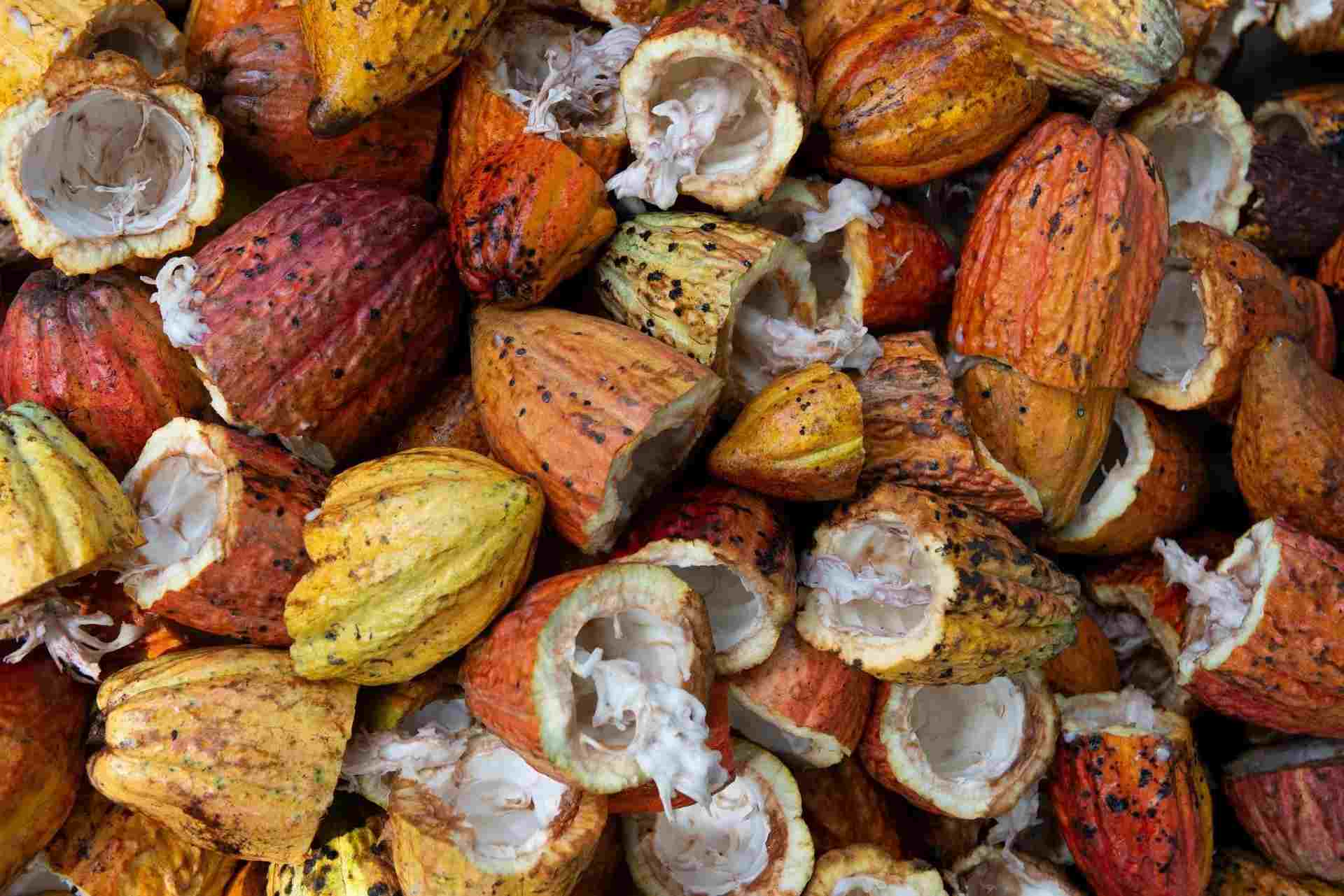 Several scientific classifications of cacao trees