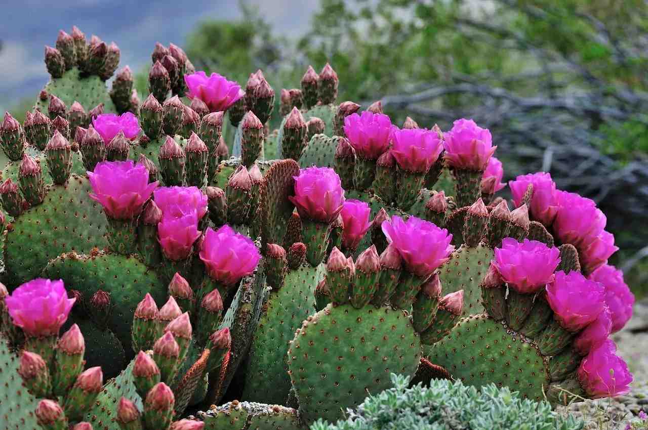 Learn about flowering cactus plants to take better care of houseplants.