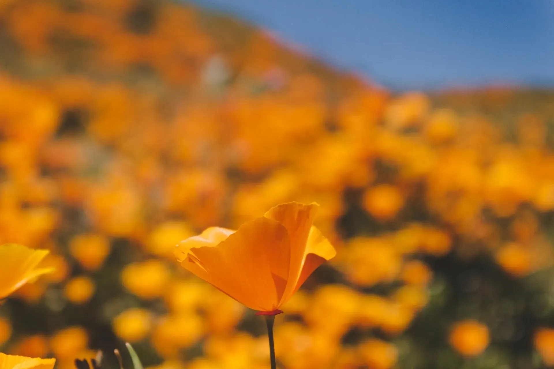 One of the many California poppy facts is that it is the state flower of California.