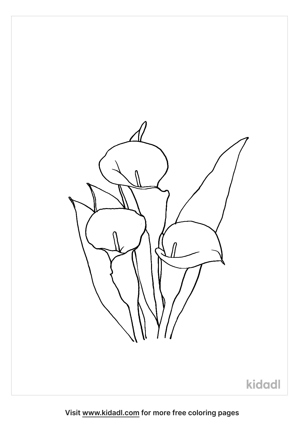 calla lillies coloring pages