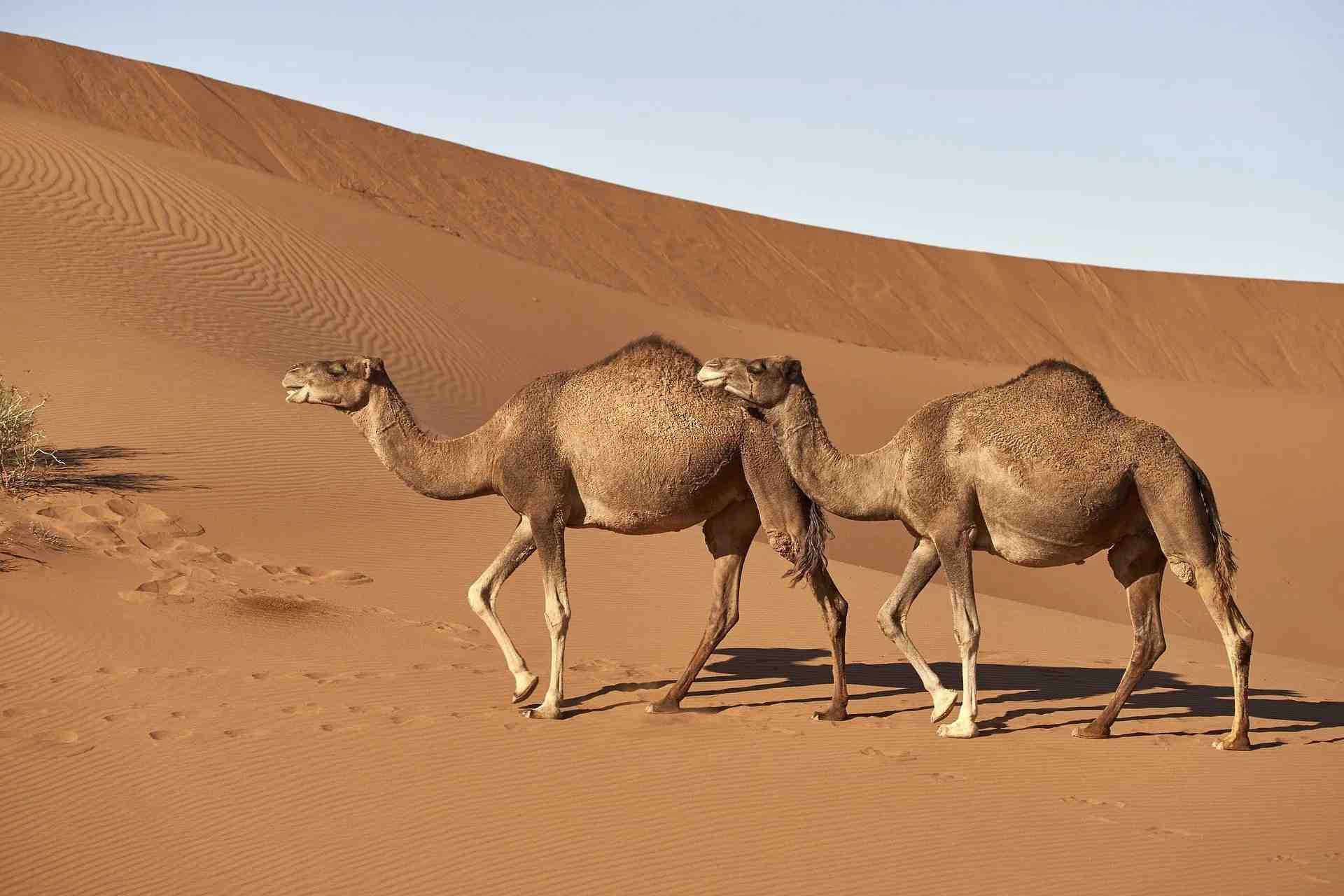 What Do Camels Eat? Daily Diet, Nutrition And Fun Facts | Kidadl