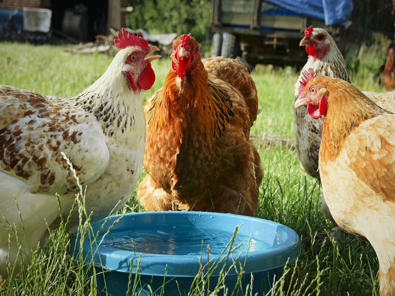 Hens drinking fresh water.