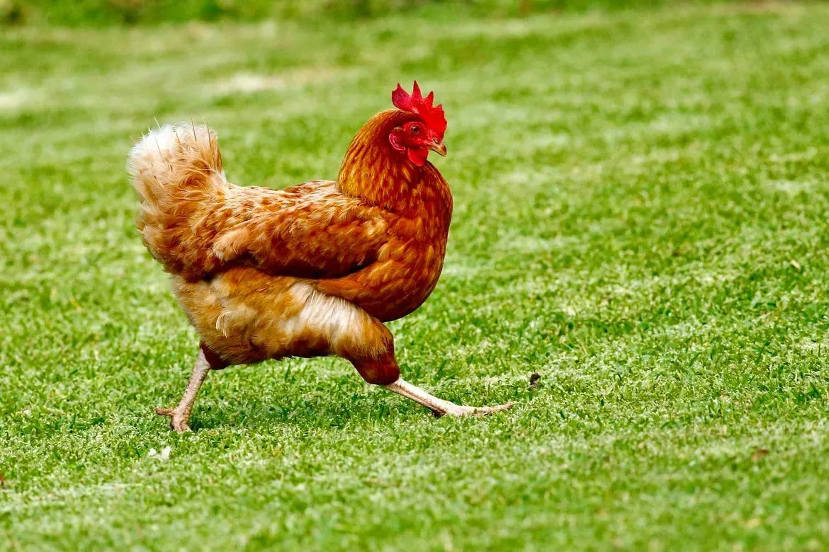 Chickens run at nine miles per hour( 15 km/h) and eat various food items, but can chickens eat popcorn?