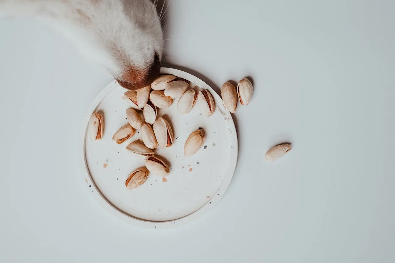 can puppies eat pumpkin seeds