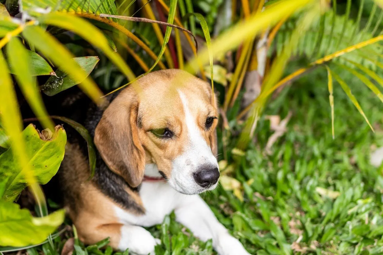 is iceberg lettuce safe for dogs