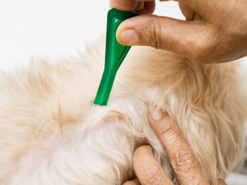 Lice prevention for a dog.