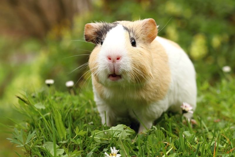 Guinea pig sniffing.