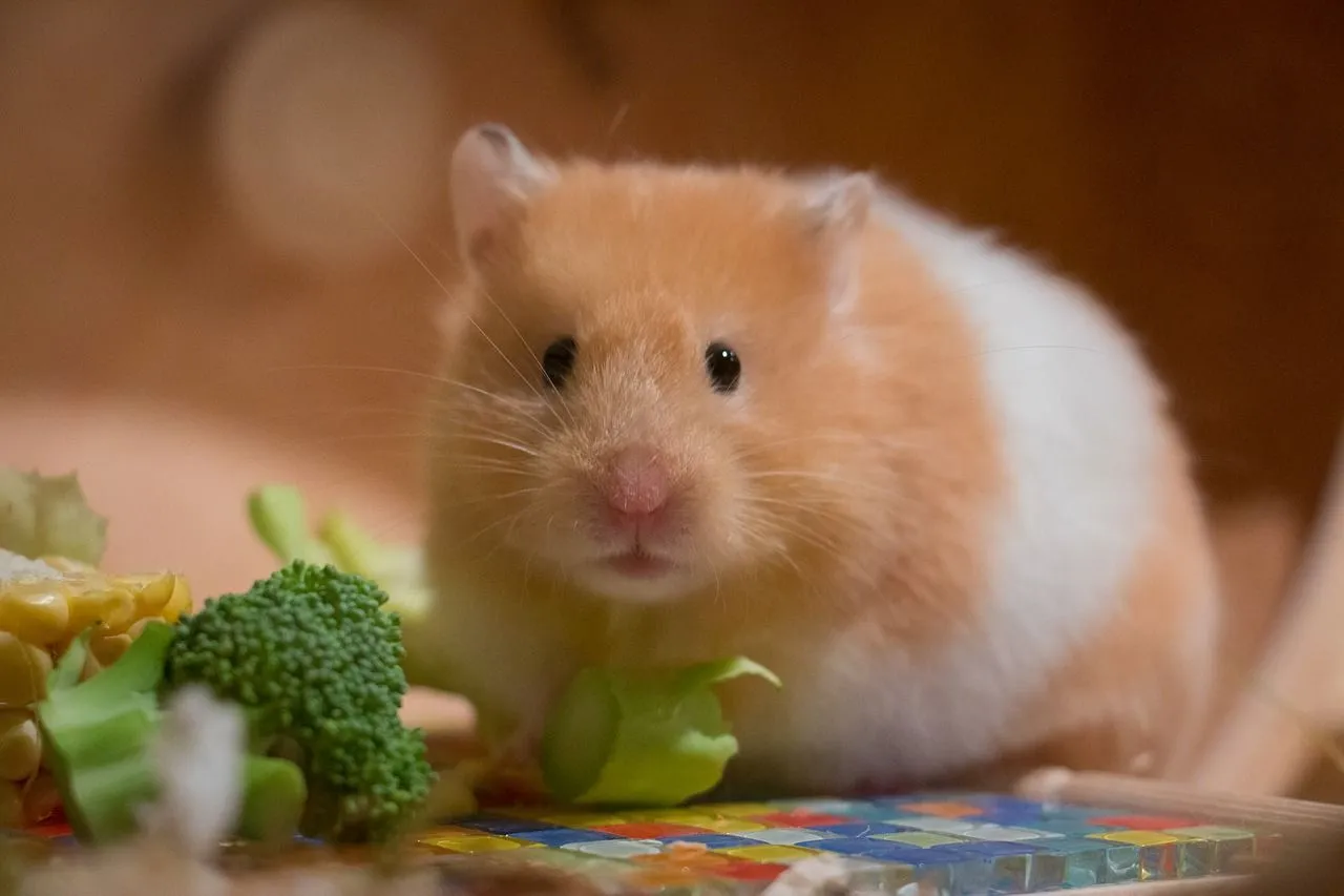 hamsters eat grapes