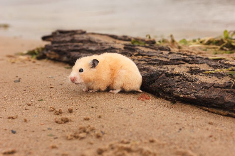 Hamster on the wet sand beach.