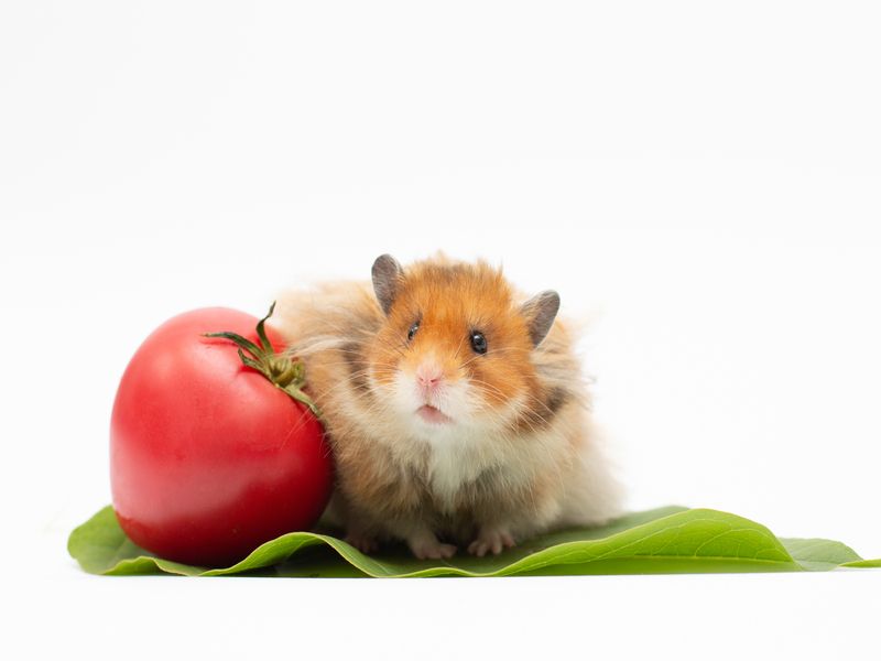 do hamster eat tomatoes