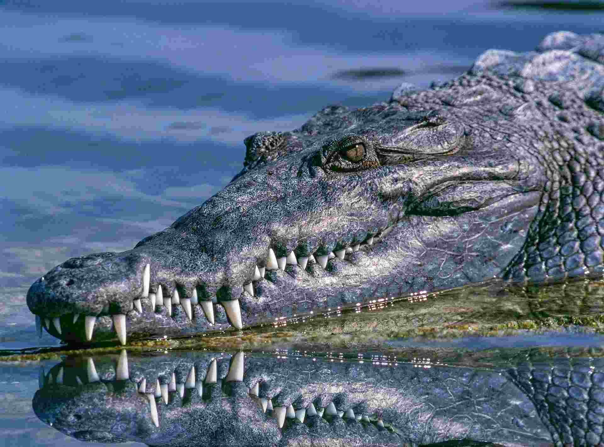Discover the science behind crocodile running speeds