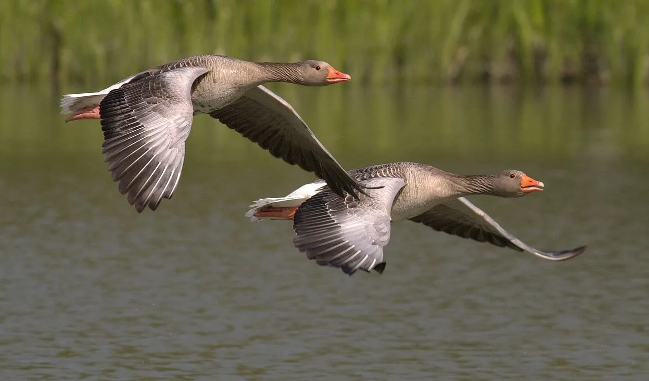 A group of geese flying together and form 'V' shape structure.