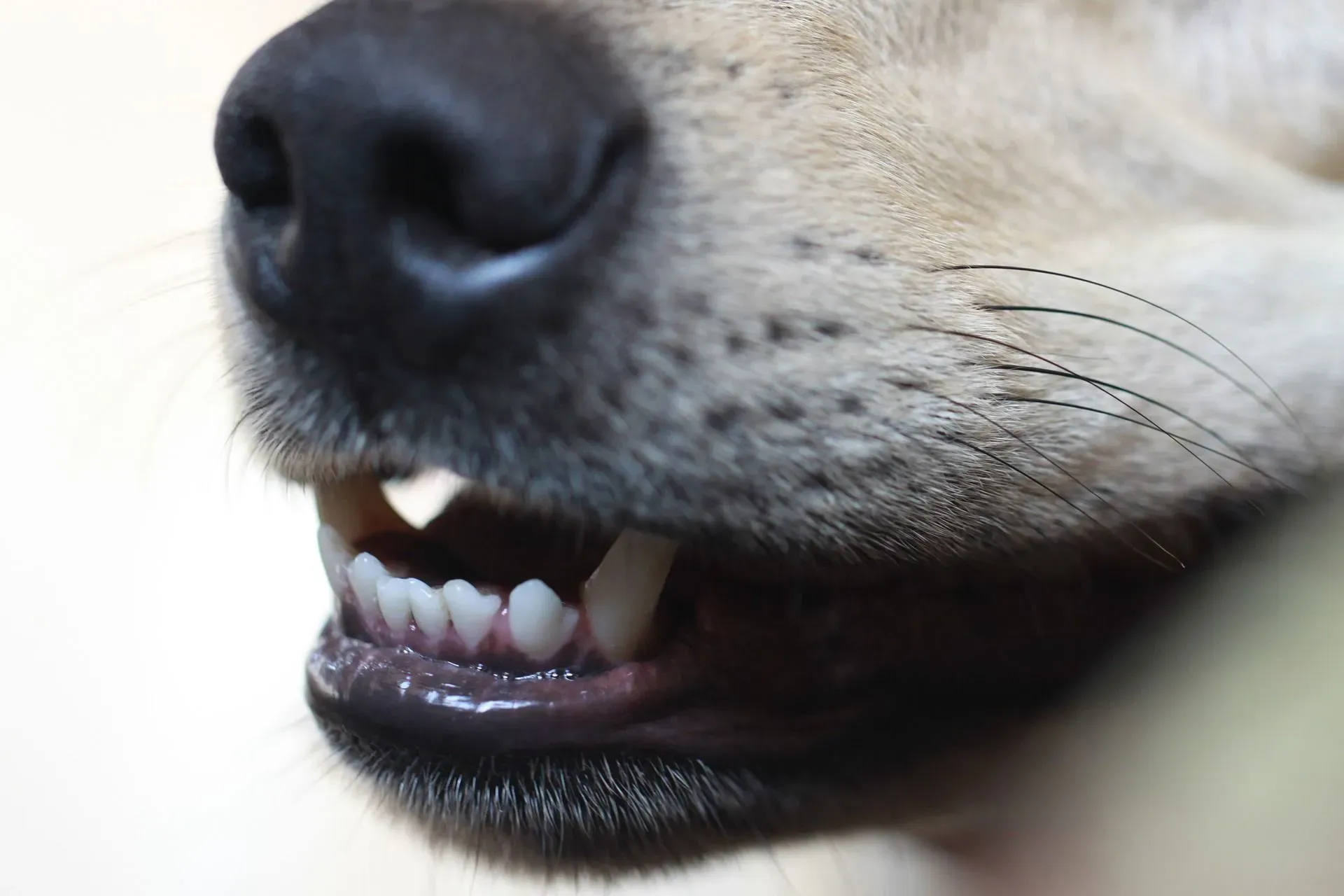 Read these amazing facts on do dogs have baby teeth.
