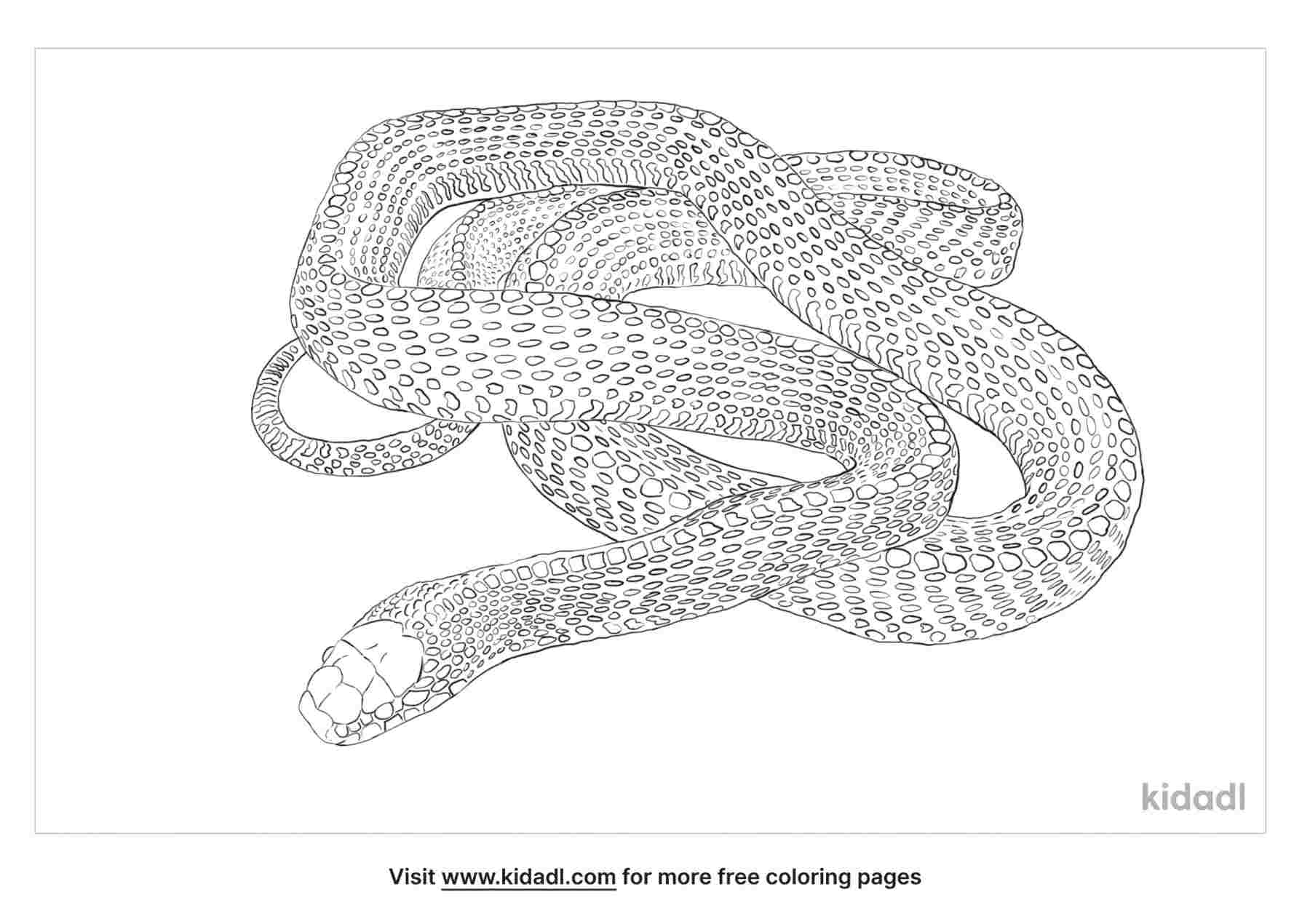 Free Cape File Snake Coloring Page | Coloring Page Printables | Kidadl