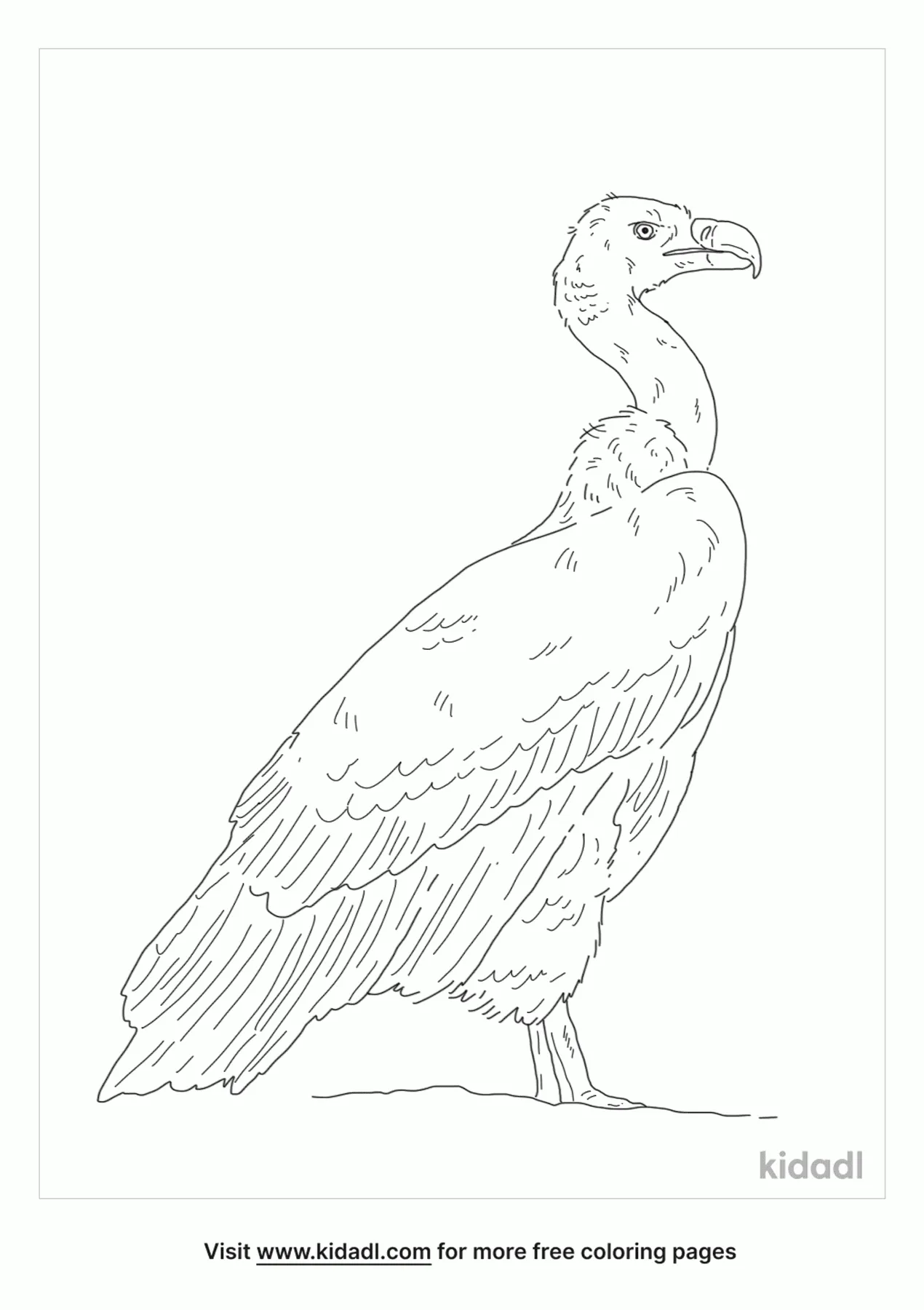 Cape Vulture Coloring Page