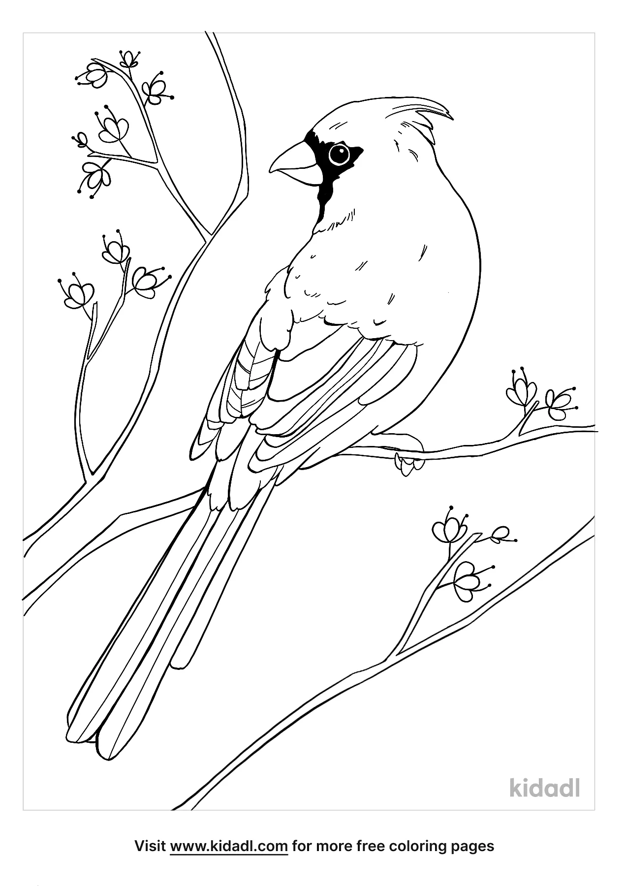 Cardinal Bird Coloring Pages   Free Birds Coloring Pages   Kidadl