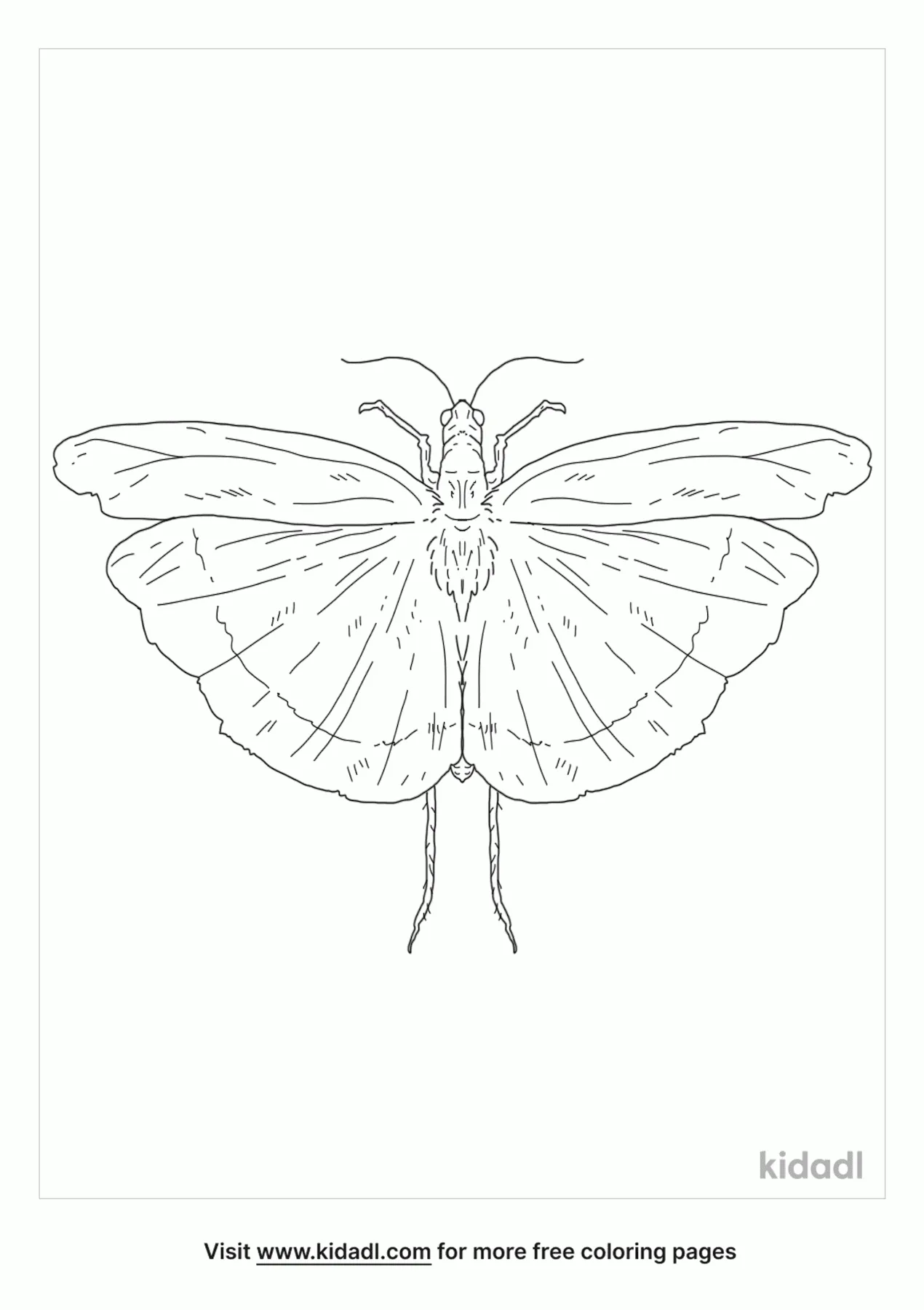 Free Carolina Locust Coloring Page | Coloring Page Printables | Kidadl