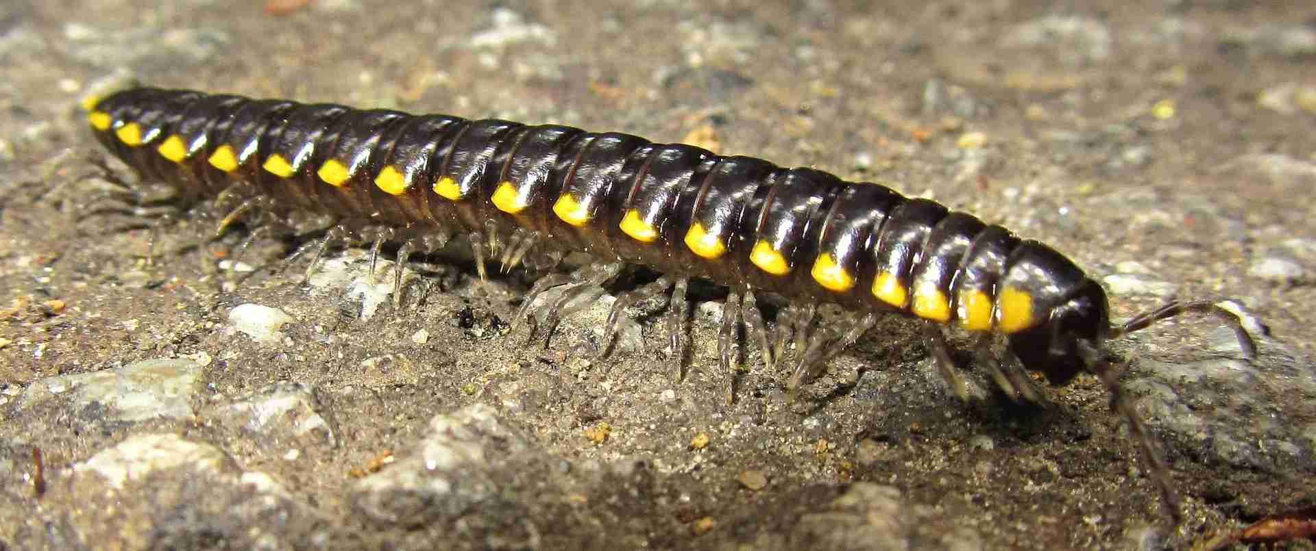 read about where do centipedes live