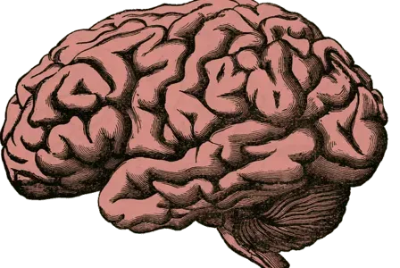 Read Cerebrum Facts to know about the central nervous system and brain functions.