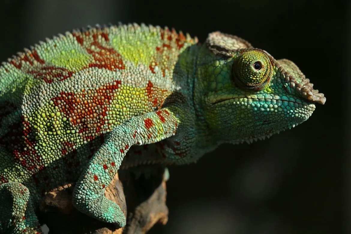 moods of chameleons can also be influenced by their habitat