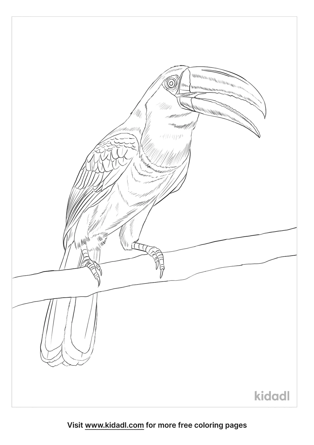 Channel Billed Toucan Coloring Pages Free Animals Coloring Pages Kidadl