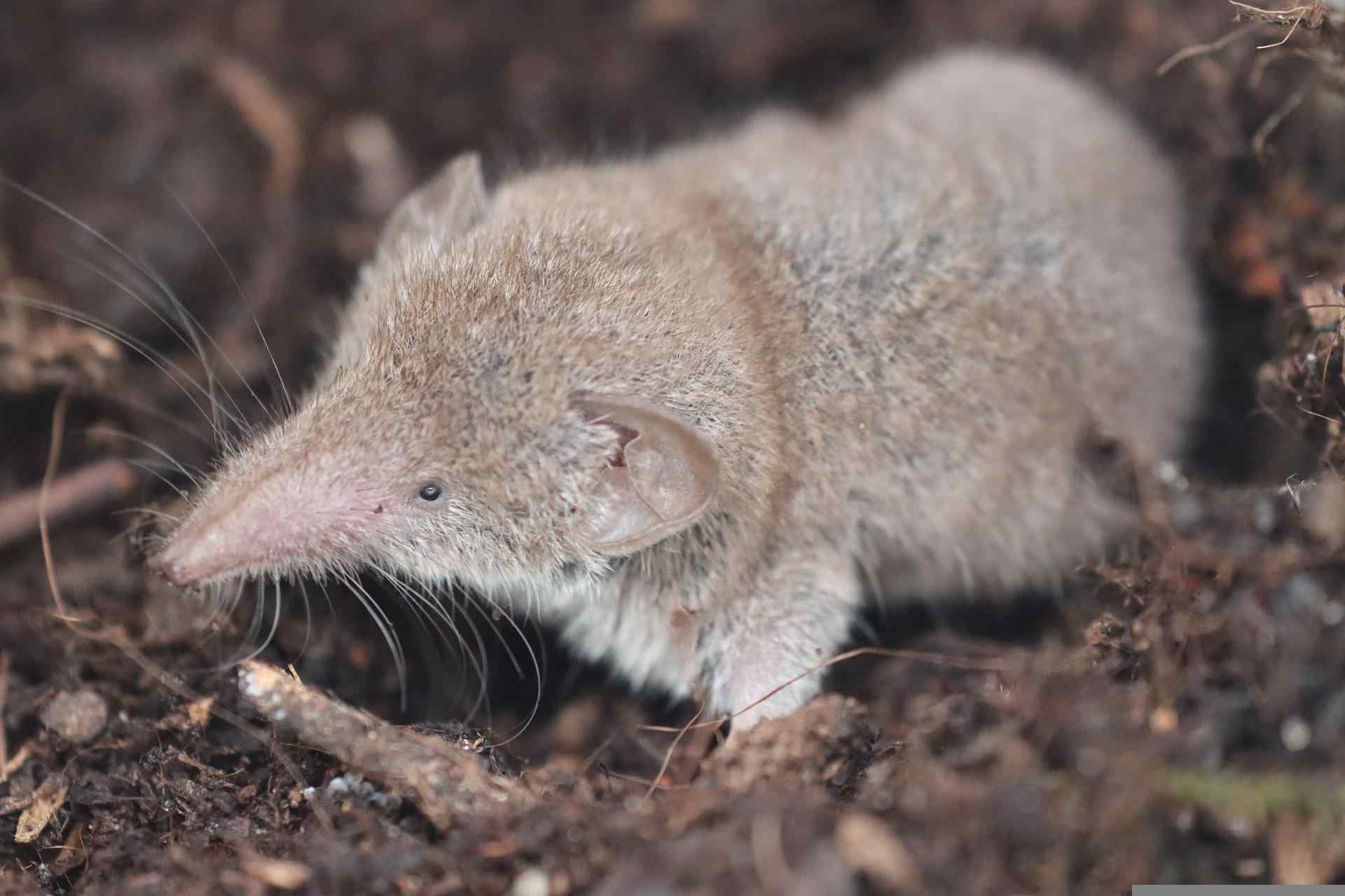 Know all about the characteristics and habitat of shrew.