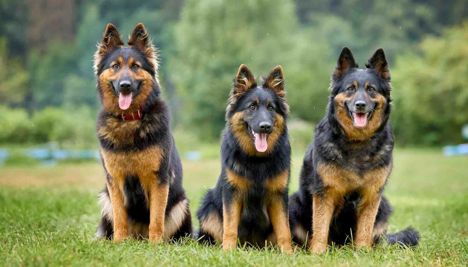 are bohemian shepherds good with kids