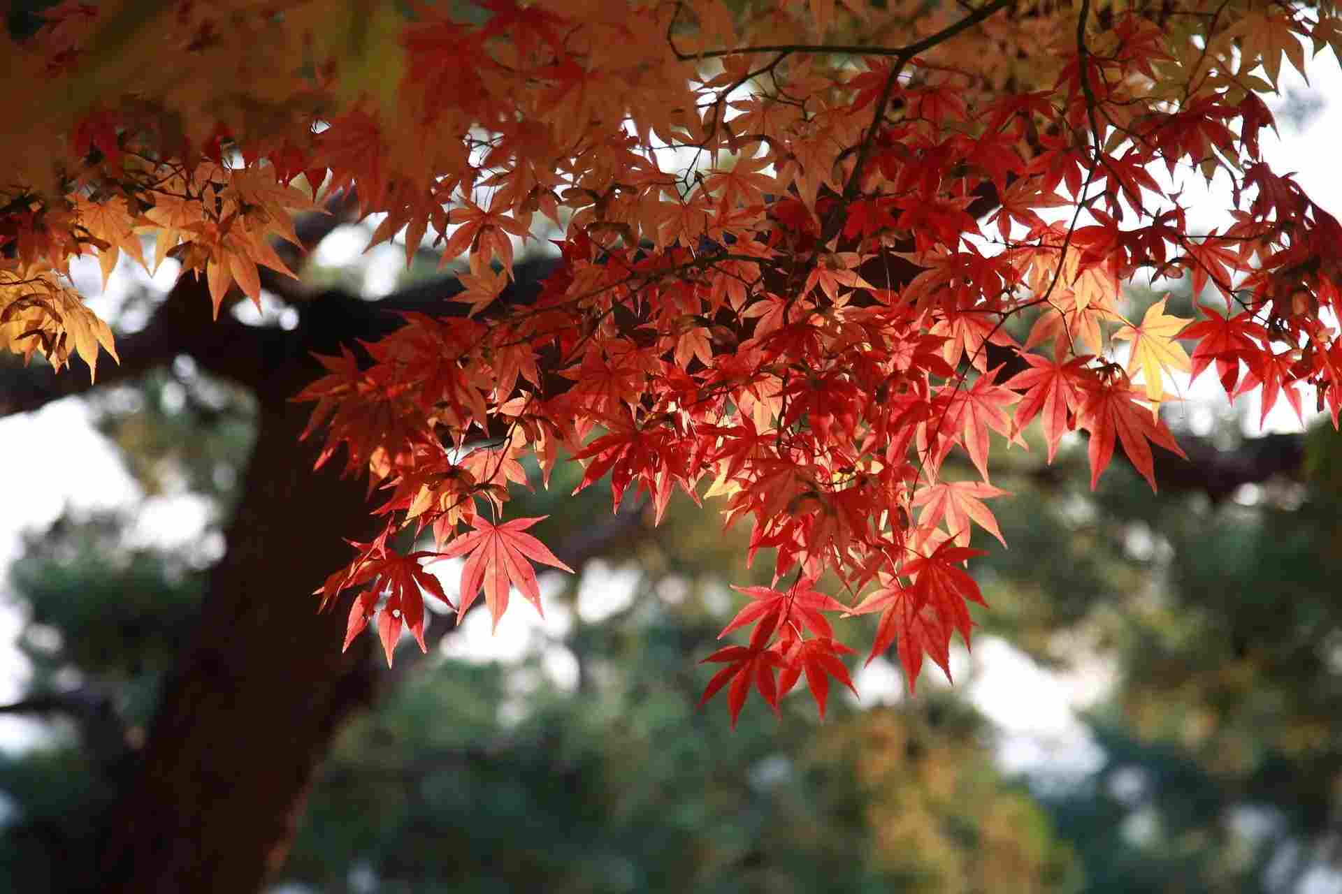 The fall foliage is extremely beautiful on these large trees, which need well-drained fertile soil, although they can survive through drought soil conditions.