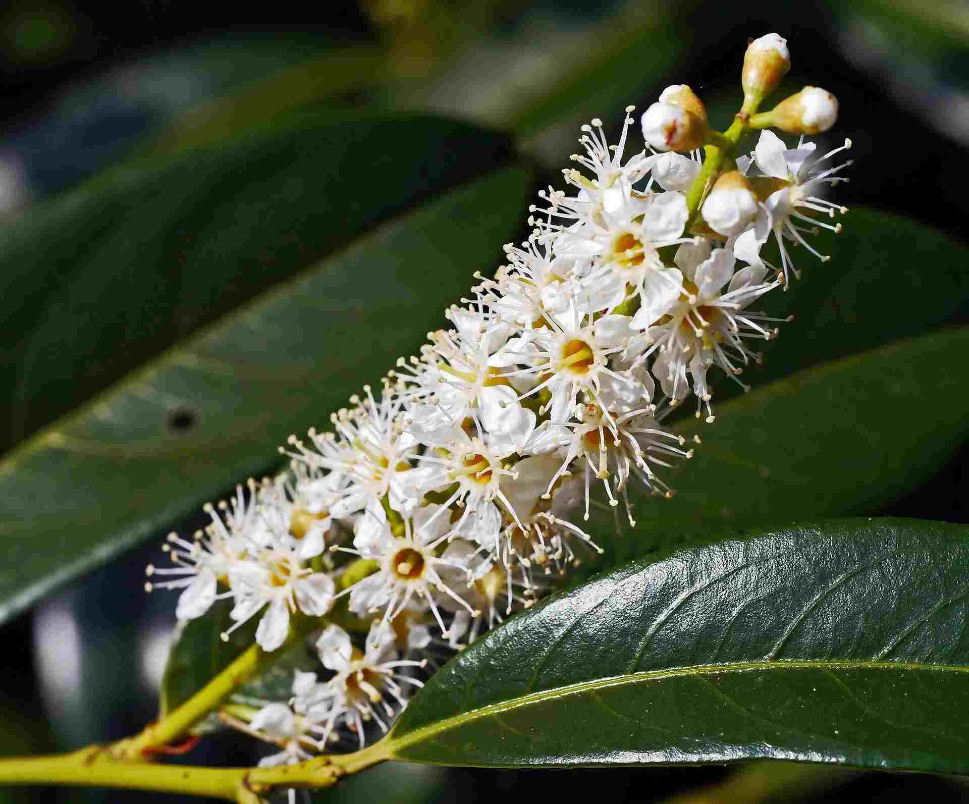 The seeds of the Cherry Laurel tree are poisonous.