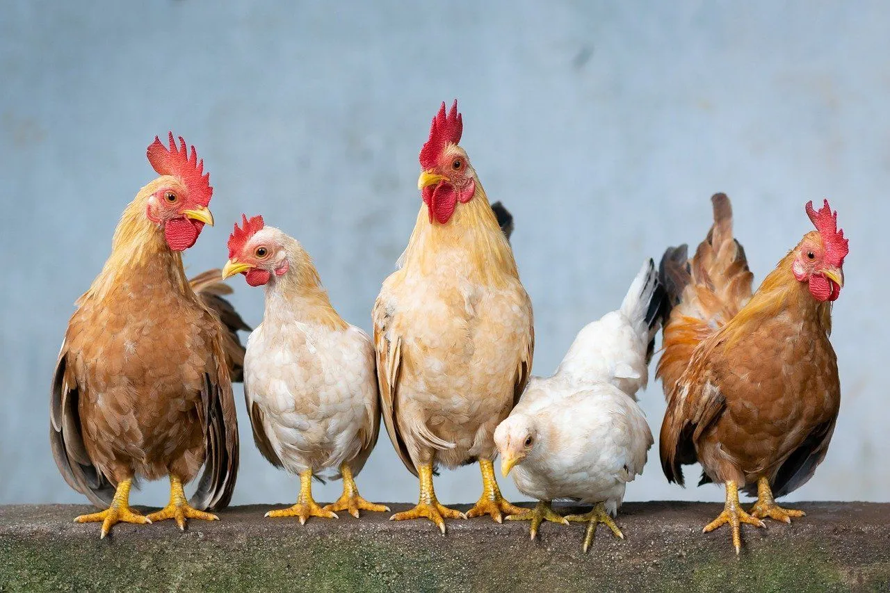 A group of hen and rooster standing